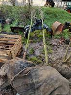 2x Acer campestre 'huibers elegant' veldesdoorn 14/16. Kluit, Jardin & Terrasse, Plantes | Arbres, Enlèvement ou Envoi, Arbre à bulbes