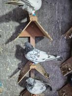 Pakistan hoogvliger klaar voor kweken 100€ kopel, Dieren en Toebehoren, Vogels | Duiven