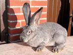 vrouwelijk konijn (vlaamse reus), Dieren en Toebehoren, Vrouwelijk, Groot