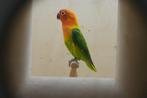 Agapornis - Groen opaline - Man, Dieren en Toebehoren, Vogels | Parkieten en Papegaaien, Mannelijk, Dwergpapegaai of Agapornis