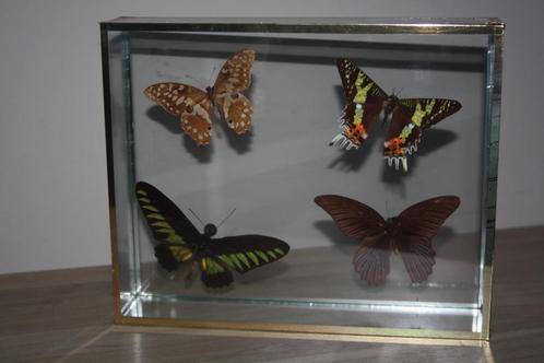 Vitrine kist , 4 vlinders , jaren ' 80 , (30x24x6 cm ), Collections, Collections Animaux, Comme neuf, Animal empaillé, Insecte