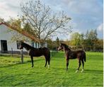 Hengst en jaarling merrie van Pifte vh houtemhof (zuuthoeve), Dieren en Toebehoren, Paarden, Meerdere dieren, Met stamboom, 0 tot 2 jaar