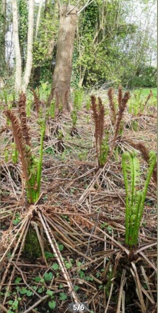 Varen, Tuin en Terras, Planten | Tuinplanten, Vaste plant, Varens, Halfschaduw, Bloeit niet, Ophalen