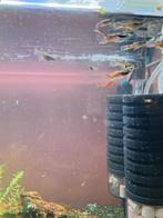 Jonge guppy mix, Dieren en Toebehoren, Ophalen of Verzenden