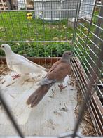 Lachduif Phaeo EF split ino x ino Phaeo EF, Dieren en Toebehoren, Vogels | Duiven