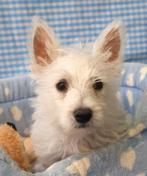 Super leuke Westie pups!, Dieren en Toebehoren, 15 weken tot 1 jaar, Overige rassen, Buitenland, CDV (hondenziekte)