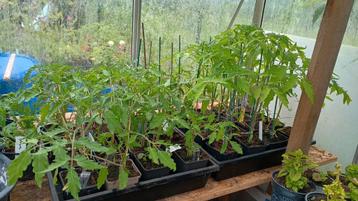 Tomatenplanten en bloemen, Enlèvement