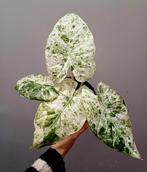 **Alocasia macrorrhiza 'Variegata'**, Enlèvement ou Envoi