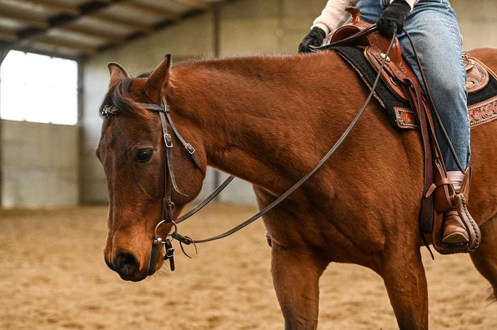 Brave quarter ruin, Dieren en Toebehoren, Paarden, Ruin, Niet van toepassing, Minder dan 160 cm, 11 jaar of ouder, Westernpaard