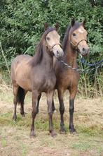 Uniek span B pony valk stamboek zusjes, Dieren en Toebehoren, Merrie