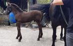 2 Super mooie friese veulens, Dieren en Toebehoren, Hengst