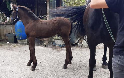2 Super mooie friese veulens, Dieren en Toebehoren, Paarden en Pony's | Dekhengsten en Fokmerries, Hengst