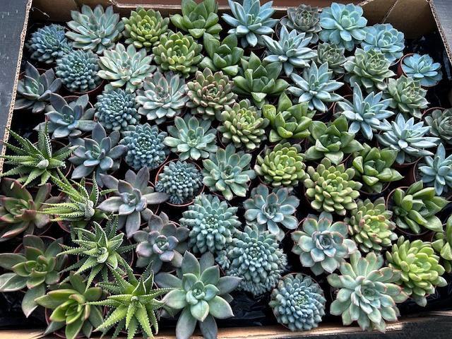 Verschillende levende vetplantjes., Maison & Meubles, Plantes d'intérieur, Enlèvement