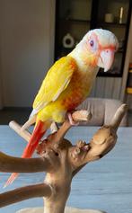 CONURE PYRRHURA LUTINO FEMELLE 2025, Meerdere dieren, Geringd