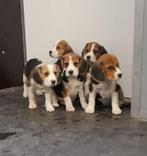 beagle pups, Dieren en Toebehoren, België, Beagle, CDV (hondenziekte), 8 tot 15 weken