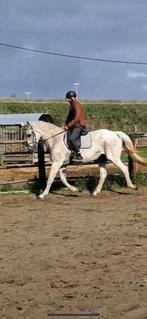 Bwp merrie recreatie paard, Dieren en Toebehoren, Paarden, Merrie, Springpaard, Met stamboom, M