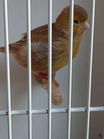 Five fancy cinnamon pop, Dieren en Toebehoren, Vogels | Kanaries