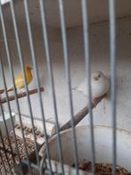 Kanaries, Dieren en Toebehoren