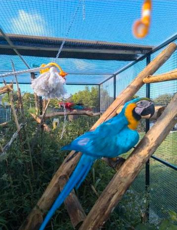 Blauw gele en groenvleugel Ara  beschikbaar voor biedingen