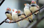 zebravinken gezocht, Dieren en Toebehoren, Vogels | Parkieten en Papegaaien