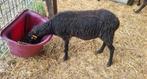 Quessant ooi met ooilam, Dieren en Toebehoren, Schapen, Geiten en Varkens