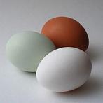 Verse eieren voor consumptie