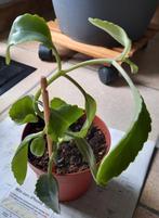 Mother of thousand, Ophalen, Overige soorten, Halfschaduw, In pot