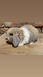 Minilops (bélier nains), Animaux & Accessoires, Lapins, Mâle, Nain, Oreilles tombantes, 0 à 2 ans