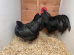Zwarte australorp haan 2025, Dieren en Toebehoren, Pluimvee