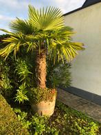 Mooie winterharde Palmboom Trachycarpus Fortunei 275/330cm, Tuin en Terras, Planten | Bomen, Halfschaduw, 250 tot 400 cm, Zomer