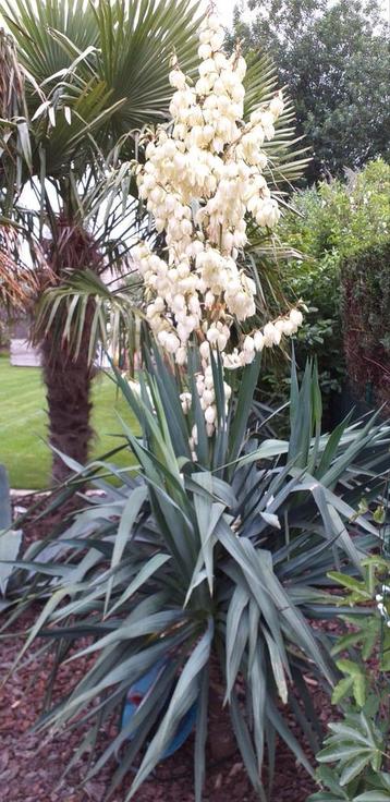 Yucca  filamentosa