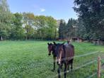 Weide te huur, Weidegang, 2 of 3 paarden of pony's