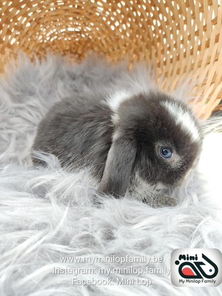 Raszuiver baby minilop konijn ram (transport mogelijk), Dieren en Toebehoren, Konijnen, Dwerg, Mannelijk, 0 tot 2 jaar, Hangoor