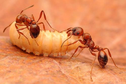 Mooie grote kolonie manica rubida, Dieren en Toebehoren, Insecten en Spinnen, Mieren