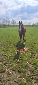 Leuke zangersheide fokmerrie/ therapie paard, Dieren en Toebehoren, Paarden, Merrie