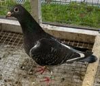Zware fond duivin gebr. Brügemann NL van 2023, Animaux & Accessoires, Oiseaux | Pigeons, Femelle, Pigeon voyageur