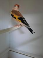 Putter, Dieren en Toebehoren, Mannelijk, Geringd