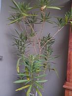 Mooie Oleander roze bloemen, Ophalen, Zomer, Vaste plant, Volle zon