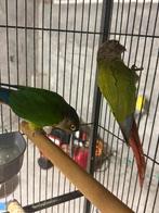 pyrrhura koppel super tam, Dieren en Toebehoren, Meerdere dieren, Papegaai, Tam