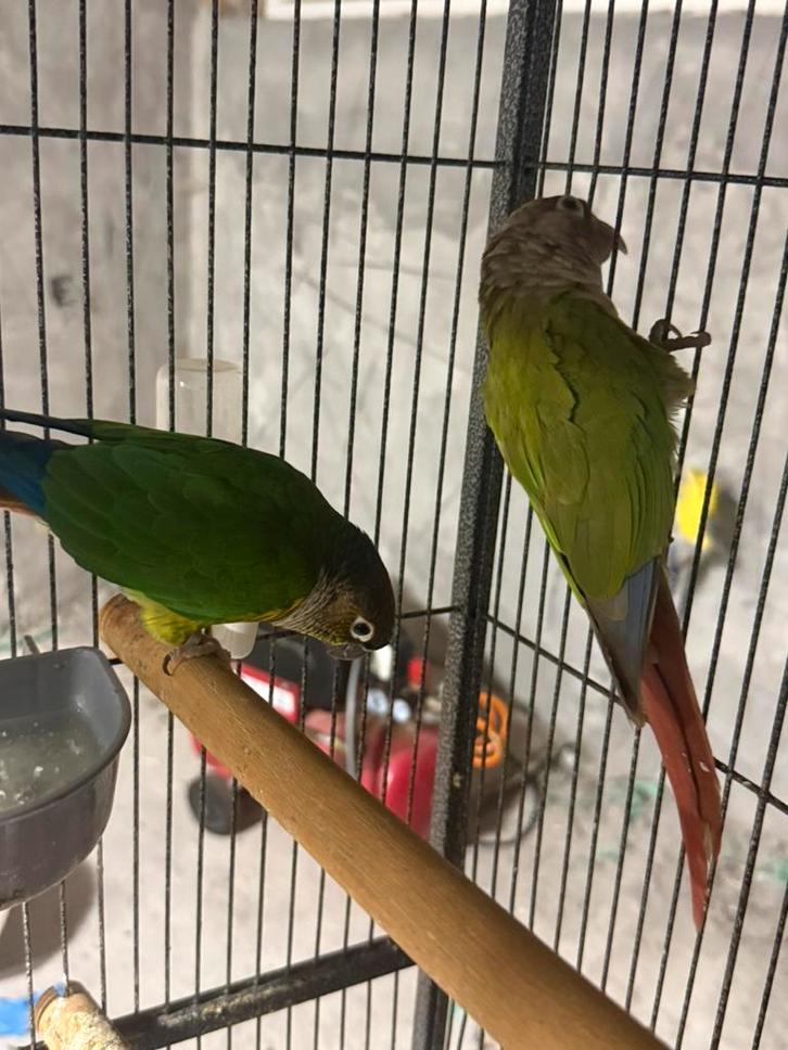 pyrrhura koppel super tam, Dieren en Toebehoren, Vogels | Parkieten en Papegaaien, Papegaai, Meerdere dieren, Tam