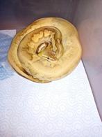 Ball python super pastel mojave calico dame, Dieren en Toebehoren, Reptielen en Amfibieën