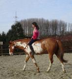 Opzoek naar een verzorger voor mijn super lieve ruin, Dieren en Toebehoren