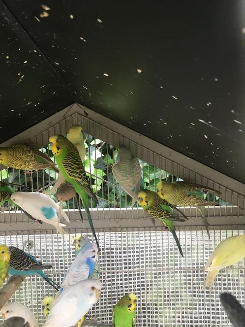 KWALITEIT KWEEKRIJPE GRASPARKIETEN NU 15 EURO/KOPPEL, Dieren en Toebehoren, Vogels | Parkieten en Papegaaien, Parkiet, Meerdere dieren