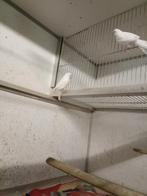 Kanaries, Dieren en Toebehoren, Mannelijk