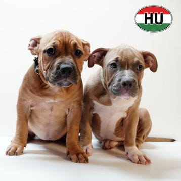 Stevige American Bully-puppy’s te koop beschikbaar voor biedingen