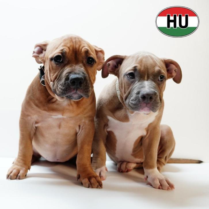Stevige American Bully-puppy’s te koop, Dieren en Toebehoren, Honden | Bulldogs, Pinschers en Molossers, Meerdere dieren, Overige rassen