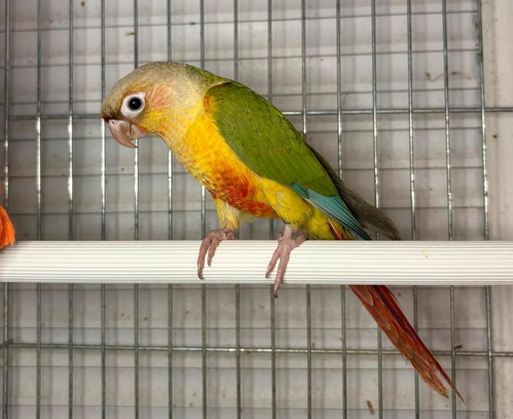 Jonge mannelijke Molina's parkiet (Pyrrhura), Dieren en Toebehoren, Vogels | Parkieten en Papegaaien, Mannelijk, Tam, Geringd