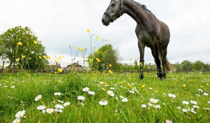 Gezocht: brave ruin/merrie, Dieren en Toebehoren, Paarden, Zadelmak