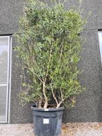 Olijfboom windscherm, Tuin en Terras, Planten | Bomen, Ophalen, Olijfboom