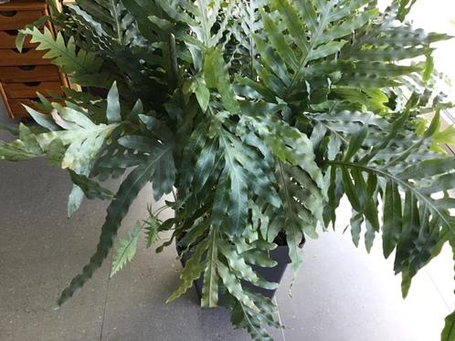grote kamerplant ZILVERVAREN met bijhorende bloempot, Huis en Inrichting, Kamerplanten, Halfschaduw, In pot, Ophalen